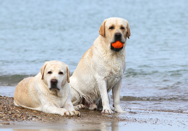 Labrador na morzu z piłką - Zdjęcie, obraz
