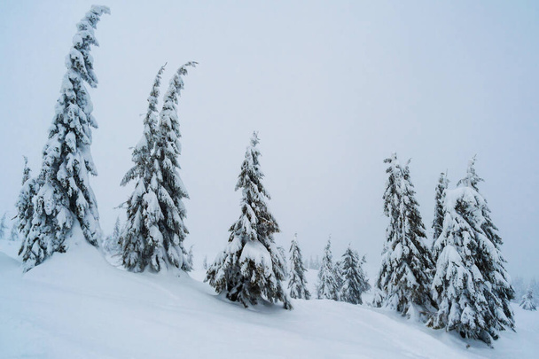 fir trees covered with snow. amazing  winter landscape - Foto, afbeelding
