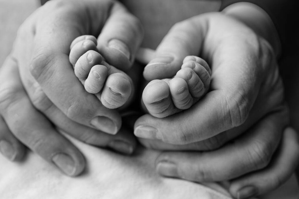 Legs, toes, feet and heels of a newborn. With the hands of parents, father, mother gently holds the childs legs. Macro photography, close-up. Black and white photo. - Foto, imagen