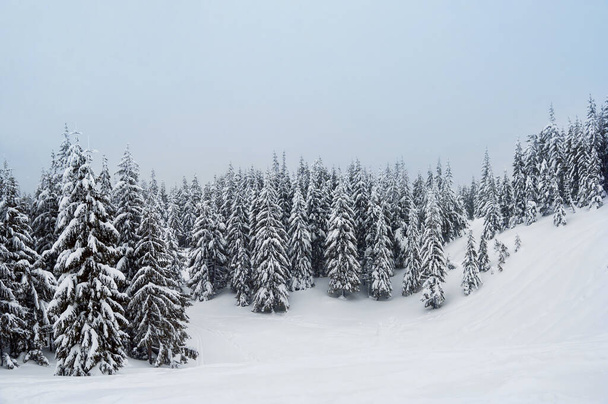 abetos cubiertos de nieve. increíble paisaje de invierno - Foto, Imagen