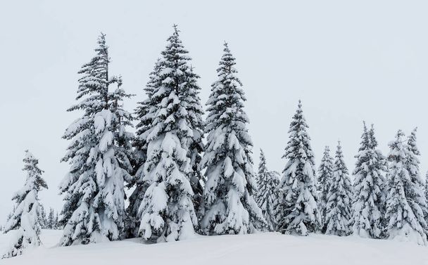 fir trees covered with snow. amazing  winter landscape - Фото, зображення