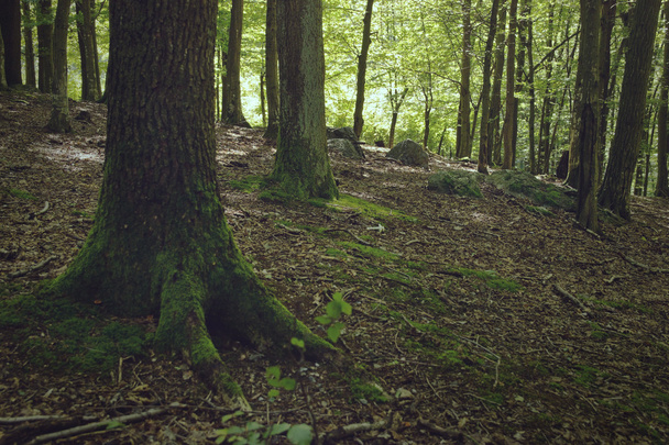 Timber Tree in Forest - Fotó, kép