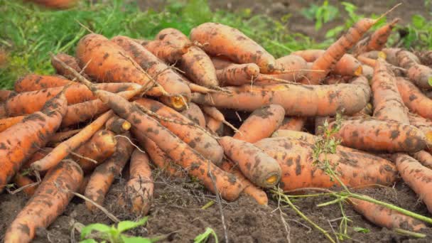 Χέρι σε σωρούς γάντια καρότα σε ένα σωρό, συγκομιδή καρότα, καρότο λαχανικών από το έδαφος - Πλάνα, βίντεο