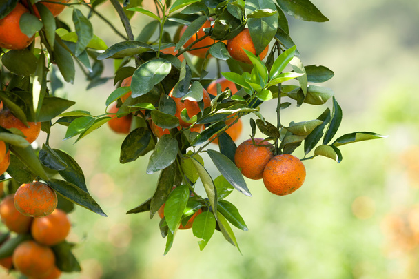 Свежий апельсин на растения, апельсин
 - Фото, изображение