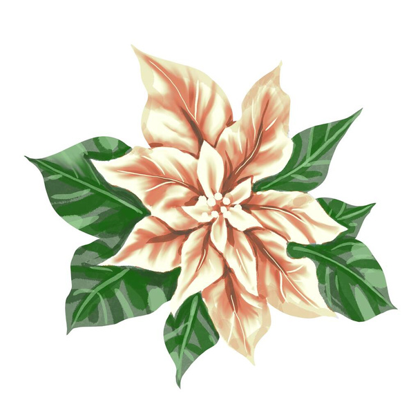Acuarela Poinsettia. Estrella de Navidad. Flor de Navidad aislada sobre un fondo blanco - Foto, Imagen
