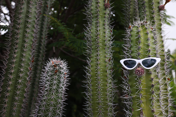 Lustiger großer Kaktus mit Nase und Sonnenbrille. Selektiver Fokus. - Foto, Bild