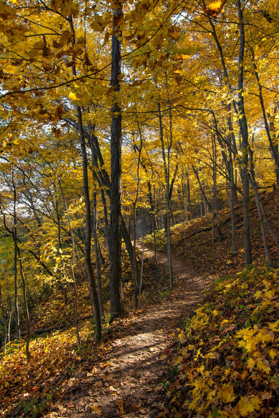 Φθινόπωρο χρώμα στις πεζοπορικές διαδρομές σε ένα όμορφο πρωινό του φθινοπώρου. Πάρκο του Λιμοκτονούντος Ροκ, Ιλινόις, ΗΠΑ. - Φωτογραφία, εικόνα