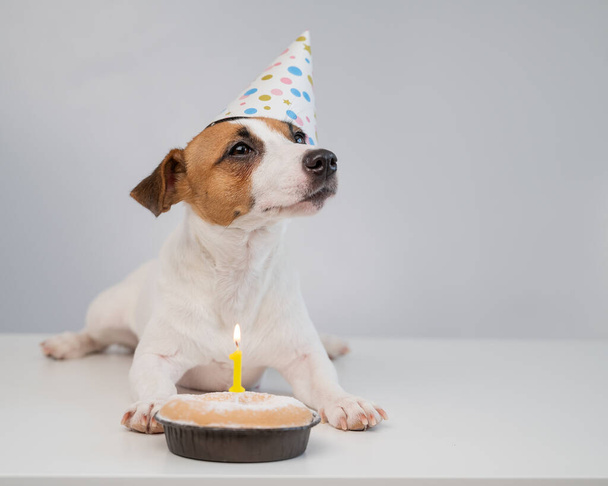 A cute dog in a festive cap sits in front of a cake with a burning candle number one. Jack russell terrier is celebrating his birthday - Valokuva, kuva