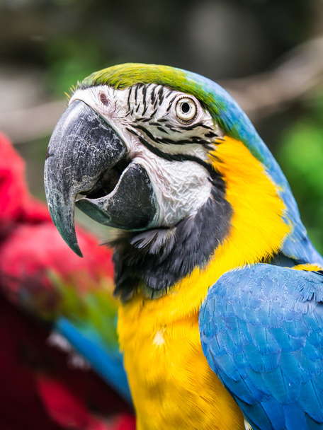 Colorful macaw parrot - Fotoğraf, Görsel