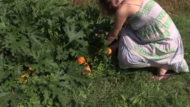 妊娠している庭師女性収集熟したズッキーニの野菜の庭 - 映像、動画