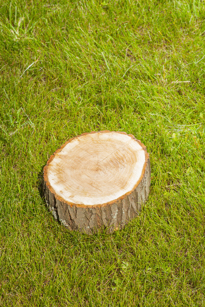 tree stump on the grass - 写真・画像
