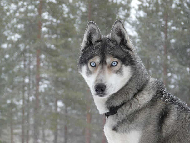 Ojos azules perro husky
 - Foto, imagen