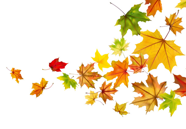 Кленовые листья падают
 - Вектор,изображение