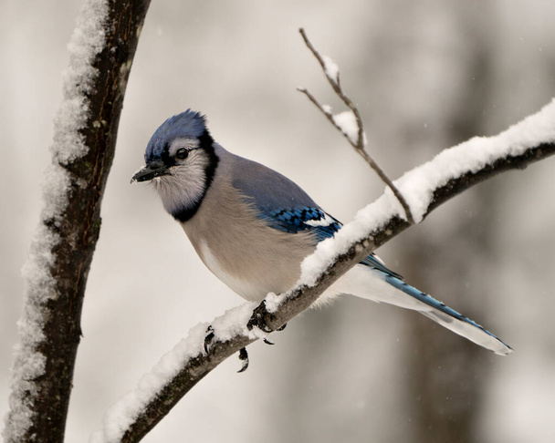Blue Jay bird perched on a branch in the winter season with falling snow and a blur background in its environment and habitat displaying blue and white feathers. - Photo, Image