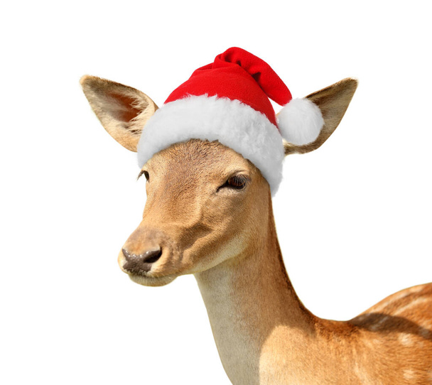 Cute jelenia w Santa Claus kapelusz na białym tle - Zdjęcie, obraz