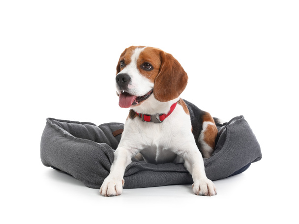 Lindo perro Beagle acostado en la cama de mascotas sobre fondo blanco - Foto, Imagen