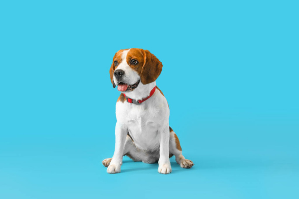 Lindo perro Beagle sentado sobre fondo azul - Foto, imagen