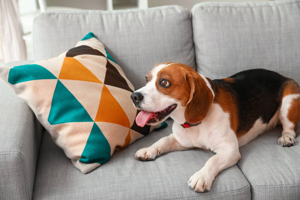 Симпатичный пёс Бигл лежит дома на диване - Фото, изображение