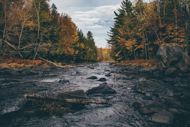 rio outono na floresta - Foto, Imagem