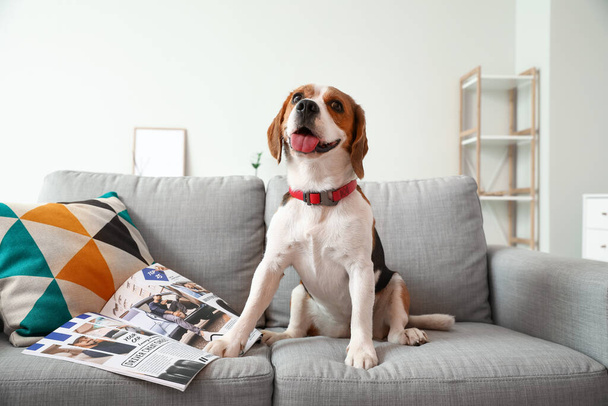 Roztomilý bígl pes s časopisem sedí na pohovce doma - Fotografie, Obrázek