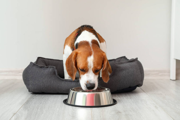 Cute Beagle dog in pet bed drinking water from bowl near light wall - Foto, afbeelding