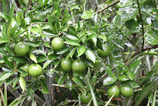 green colored citruses tree on farm for harvest and sell - Photo, Image