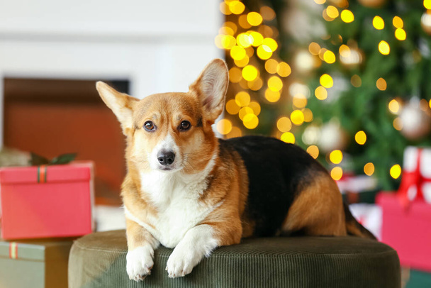 Χαριτωμένο σκυλί Corgi στο σπίτι παραμονή Χριστουγέννων - Φωτογραφία, εικόνα