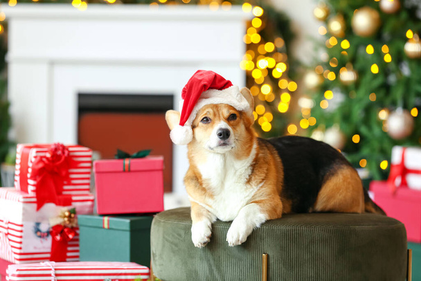 Χαριτωμένο Corgi σκυλί σε Σάντα καπέλο στο σπίτι την παραμονή των Χριστουγέννων - Φωτογραφία, εικόνα