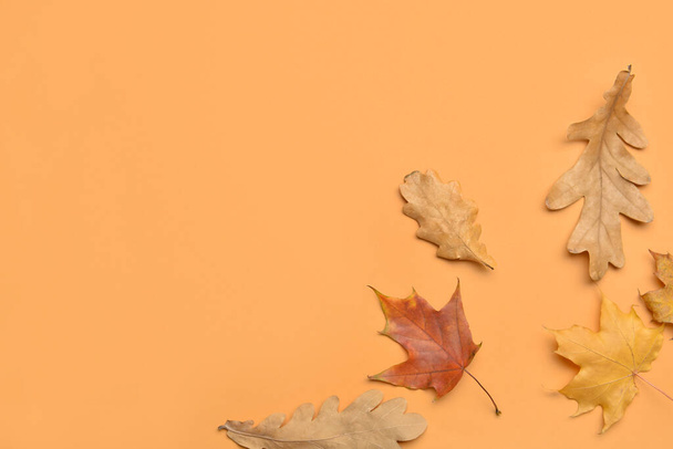 Different autumn leaves on color background - Photo, Image