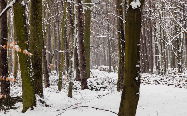 Forest trees covered with snow, winter scsnery. - Fotoğraf, Görsel