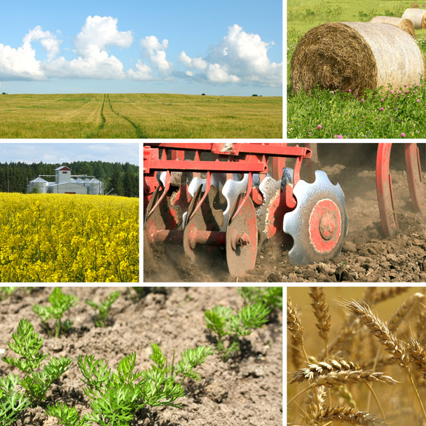Landwirtschaft-Collage - Foto, Bild