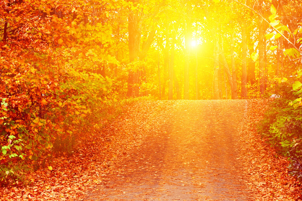 Pathway in colorful autumn arboretum park  - Photo, Image