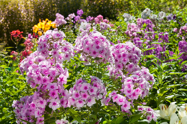 Floks purpurowe kwiaty z bliska widok w ogrodzie - Zdjęcie, obraz