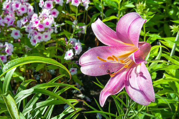 rosa Lilie im Garten mit Phlohes - Foto, Bild
