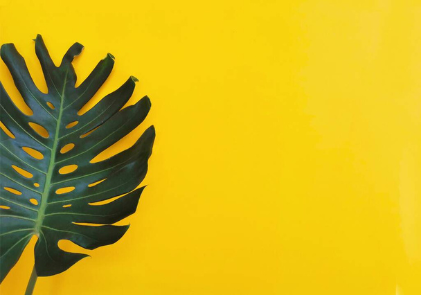 Green leaf over yellow background,copy space. - Zdjęcie, obraz