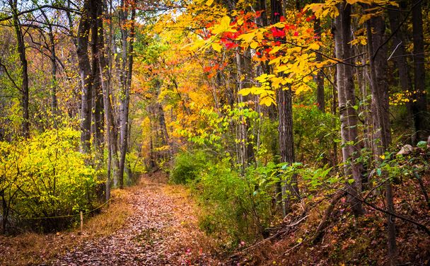 Autumn colors along a trail in Nixon Park, near York, Pennsylvan - Zdjęcie, obraz