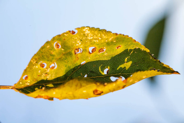 Aphids damaged leaf by pests and diseases - Photo, Image