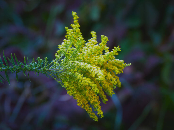 Solidago in hoarfrost: yellow flowers, blurred background, drops, crystals, garden plant. - Photo, Image