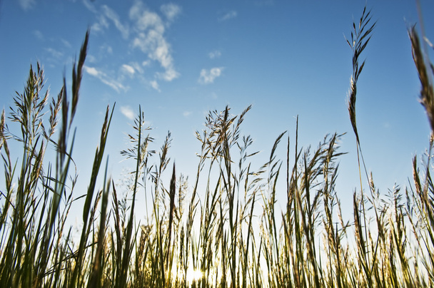 Mauvaises herbes contre le ciel
 - Photo, image