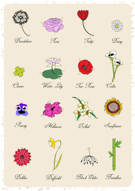 Conjunto de flores vintage
 - Vector, imagen