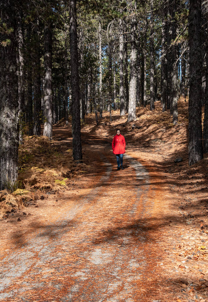 Jonge vrouw wandelend in het bos in de herfst. - Foto, afbeelding
