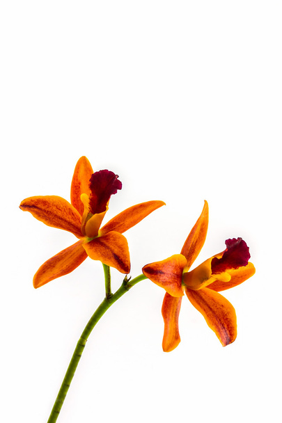 orchidea virág virágzó cattleya hibridek fehér háttér. - Fotó, kép