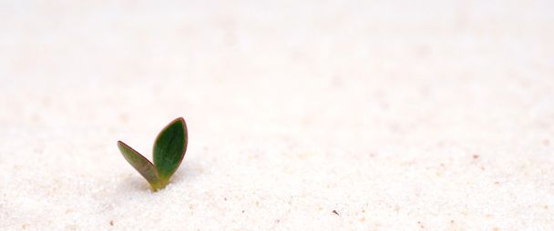 Planta joven única que brota de la arena
 - Foto, Imagen