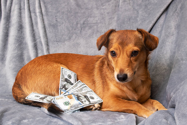 Perro jengibre y un montón de dólares de cerca - Foto, Imagen