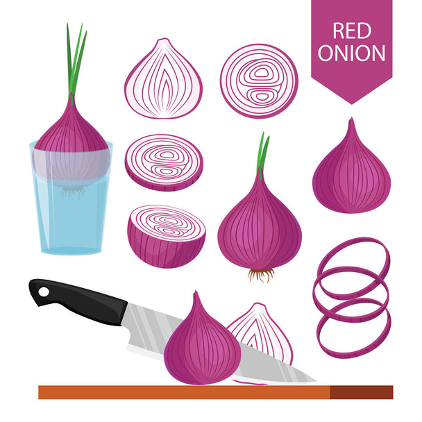 Set red onion. Delicious and healthy vegetable used in food. A root vegetable that is prepared as a seasoning. Vector illustration isolated on a white background for design and web. - Vektori, kuva