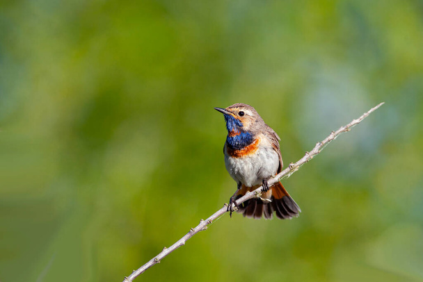 Bluethroat. Birds of Central Russia - Foto, imagen