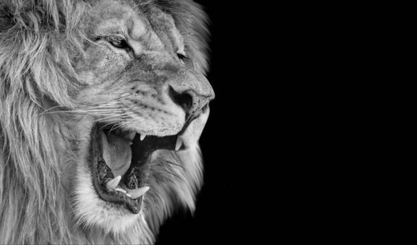 Beau portrait de lion gros plan sur le fond sombre - Photo, image