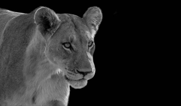Gevaarlijke vrouwelijke leeuw portret in de zwarte achtergrond - Foto, afbeelding