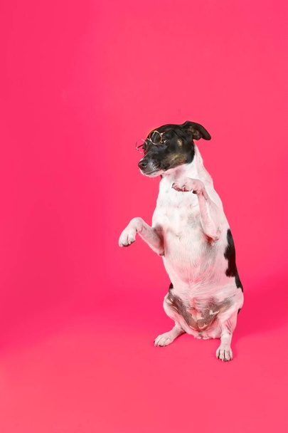 Pes, který dělá triky, Jack Russell v ústech v barevném pozadí - Fotografie, Obrázek