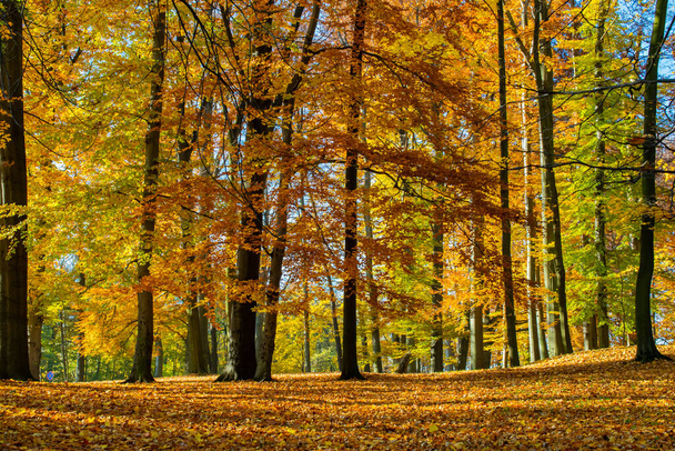 autumn golden park, large beech trees - 写真・画像